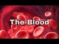the Blood lecture #2 composition of blood 🩸 l and blood plasma ❓  #svnursing
