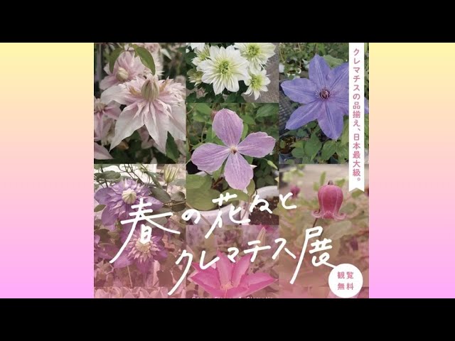 クレマチス品揃え最大級！珍しい品種とプロの知識に興味津々！春の花々