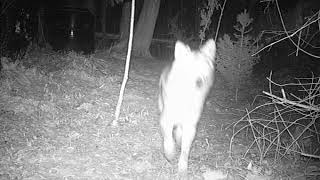 Eastern Coyotes Or Coywolves November 2017