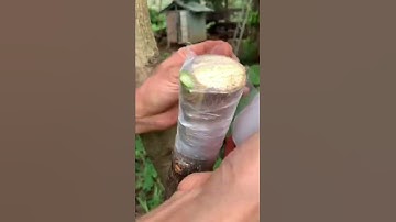 Ghép bơ cải tạo #hocghepcay