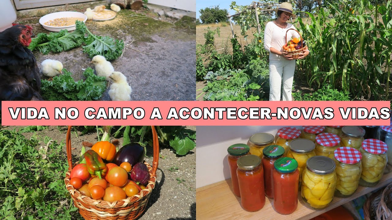 NASCERAM OS PINTAINHOS-PORTUGUESA NO CAMPO#vidasimples#simpleliving