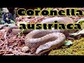 Στεφανοφόρος ,Ασινόφιδο, smooth snake_Coronella austriaca.