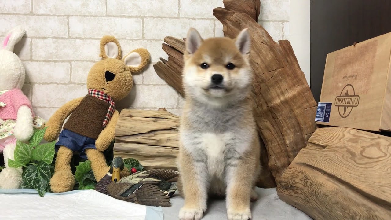 Red Shiba Inu - Falcon 