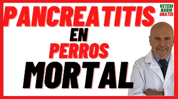 ¿Cuánto dura un ataque de pancreatitis en los perros?