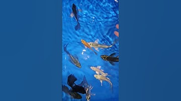 Cùng ngắm đàn cá chép sư tử mini size cực đẹp #music #love #pets #cácảnh #cachepsutu #koi #guppy