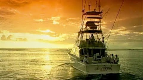 Blue Marlin Resurrection: Baja Billfish Release