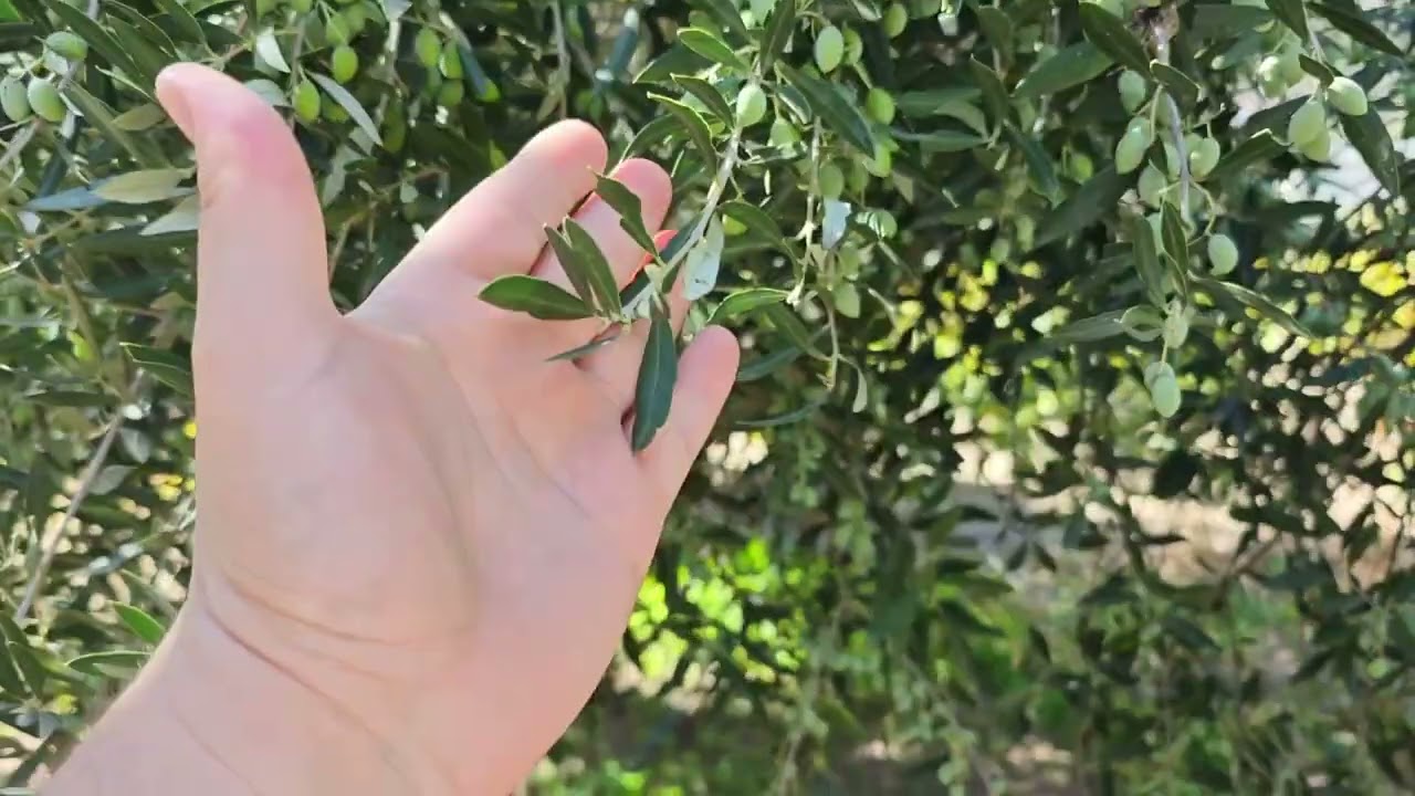 Πως επηρεάστηκε ο ελαιώνας από τις φετινές συνθήκες. Οκτώβρης πριν το μάζεμα.