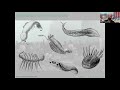 Wonderful Cambrian Beasts