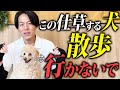 【常識崩壊】犬は散歩に行かなくてもなんとかなる…⁉︎散歩に行かなくてもいい犬の特徴5選