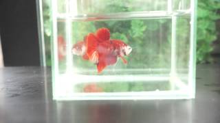 ハーフムーン プラカット 鯉ベタ/コイベタ AS7