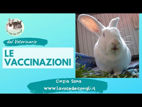 Video: Come Vaccinare I Conigli