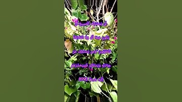 #قران_كريم #قرآن #قرآن_كريم #سورة_النساء :لَّن يَسْتَنكِفَ الْمَسِيحُ أَن يَكُونَ عَبْدًا لِّلَّهِ