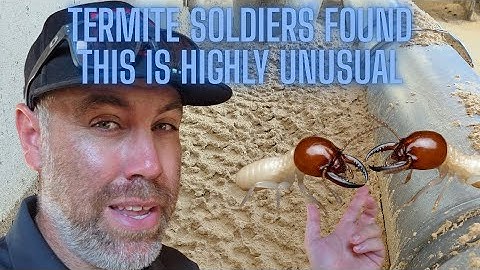 Termite Soldiers Found Live: Active Infestation Signs & Biology