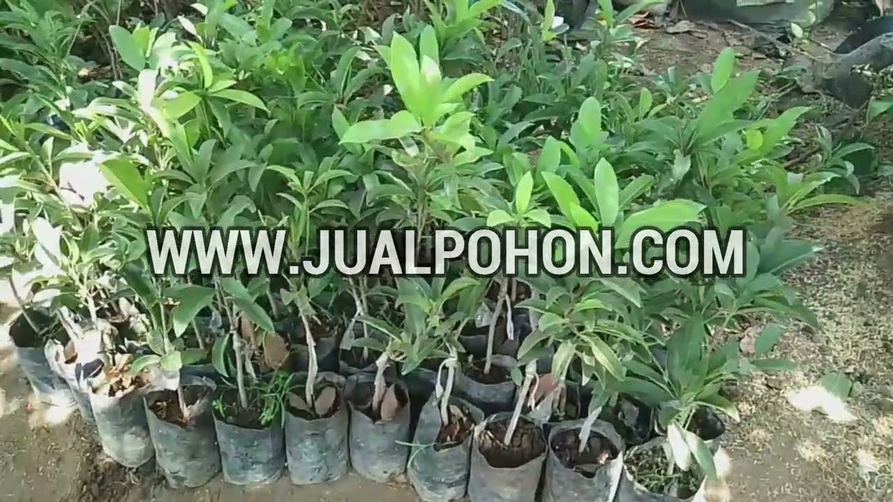 Hasil Panen Lebih Banyak dengan Bibit Sawo Sambung Susu Pilihan!