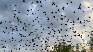 Grackle Flock October 2023