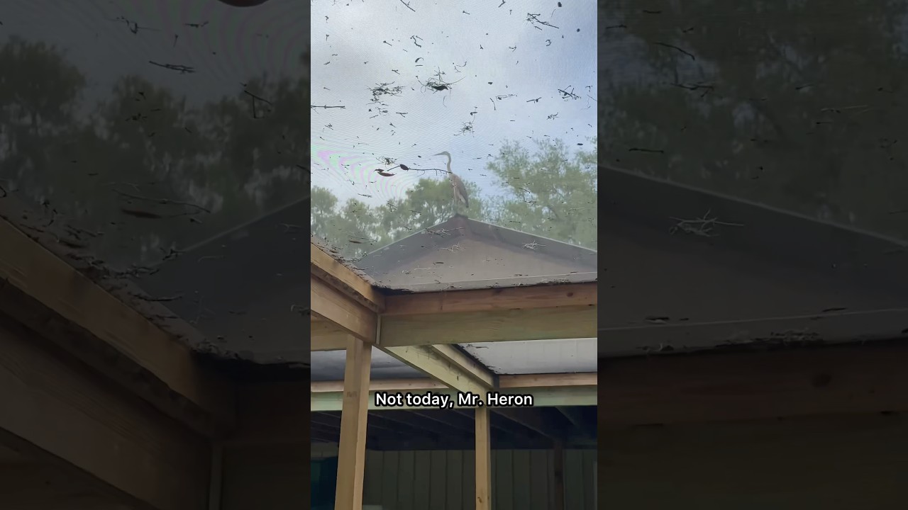 This is WHY?! #aquariumhobby #garden #fishkeepinghobby #diy #exoticaquariumfish