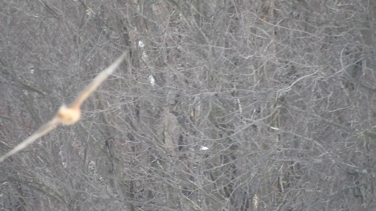 Northern Harrier in Flight 