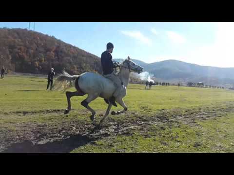 pankisi. დოღი პანკისში 15.11.2015  (ჩანჩქერი)5000M