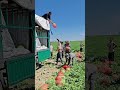 The Fastest Watermelon Loading Method You'll Ever See
