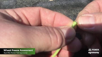 How to Assess Wheat for Freeze Damage
