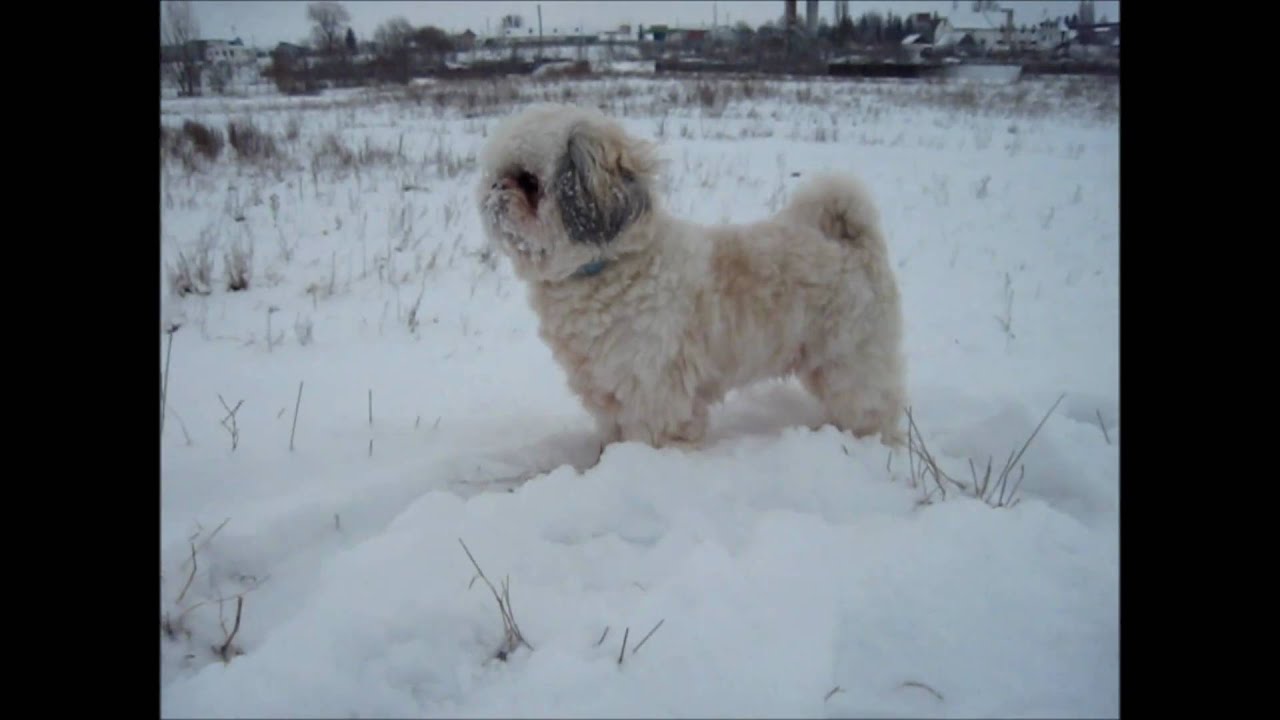 Shih Tzu // "Snowball Dog" YouTube