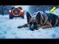 Millionaire Abandons Pregnant German Shepherd in the Cold—What Happens Next Will Shock You