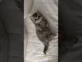 Cute kitten dance😸 #reels #cat #catvideos #funnycatvideos #shorts #trendingshorts #ytcat #funny