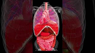 Explore the Dynamic Movements Inside Your Body#anatomy #meded #3danimation