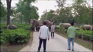wild Elephants