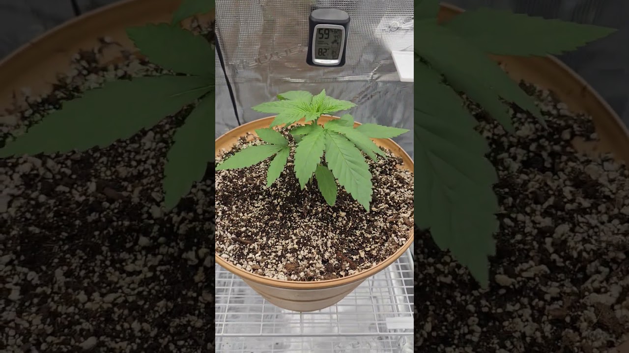 Pink Kush Barneys Farm 