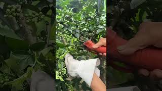 Mala Pepper Harvesting Process !