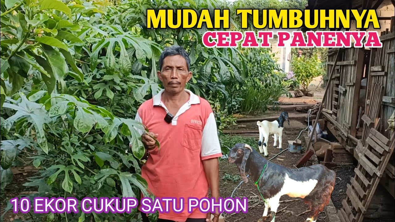 Satu Pohon Singkong Papua Bisa Bikin Kenyang Kambing 10 Ekor 