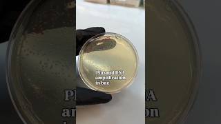 Plasmid amplification &amp; midiprep day 🧬 Midiprep is a standard method to amplify and purify plasmid.