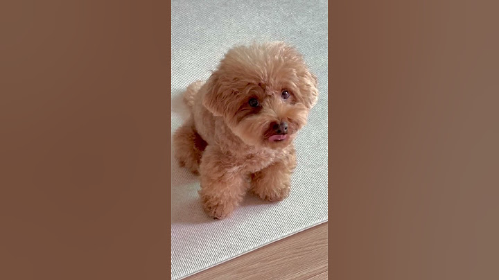 귀여워서 찍었더니 선물을 주네...끄억...😮‍💨 #강아지일상 #강아지vlog #강아지영상 #귀여운강아지 #푸들 #poodle #プードル #shorts