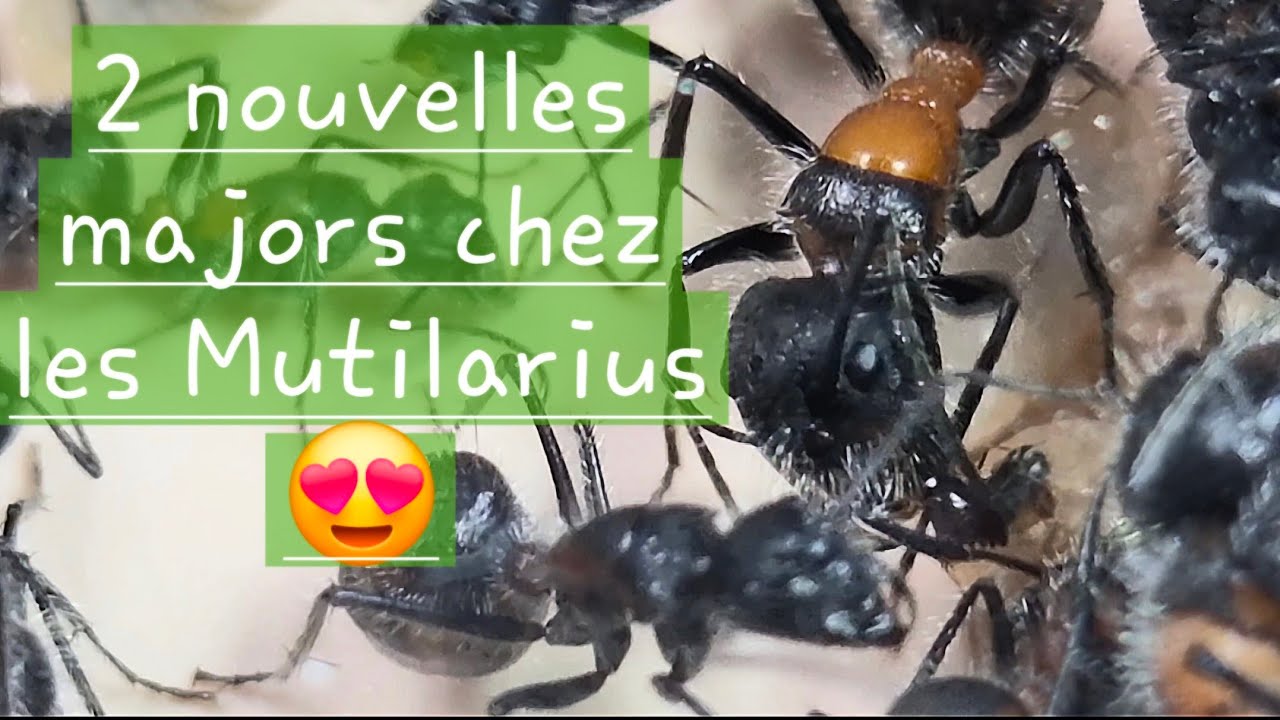 1 an d'élevage chez les Camponotus Mutilarius 