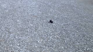 Recon Scout XT Throwbot