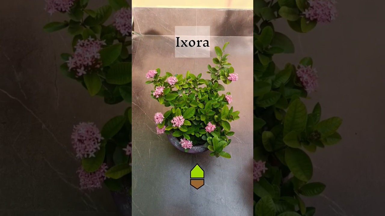 Ixora in Pot - full Bloom 