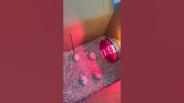 Time to rotate eggs #incubator #shorts
