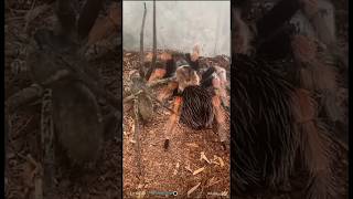 Spider vs. Tarantula #spiderman #shortvideo #shorts #fight #insects