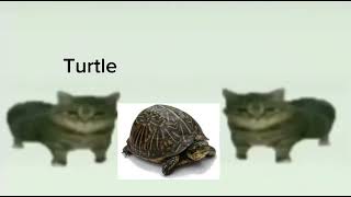 This Is A Turtle