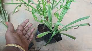 Indoor plants combo_180 courier free screenshot 2