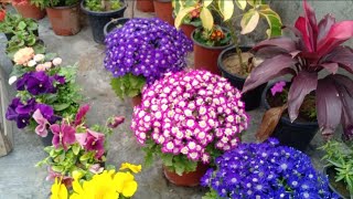 Best 5 Heavy Flowering Plants For Winter Garden || Balcony Flowering Plants 2020