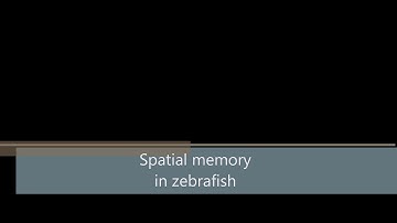 Spatial memory  in zebrafish