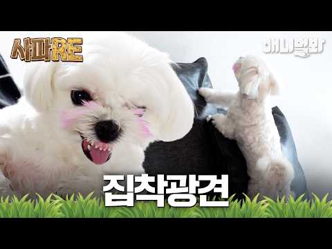 [#사파RE] ✨빛과 함께라면 어디든 갈 수 있어✨ 집착'光' 강아지🐶 #TV동물농장 #AnimalFarm #애니멀봐