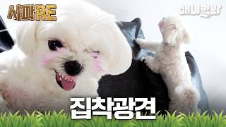 [#사파RE] ✨빛과 함께라면 어디든 갈 수 있어✨ 집착'光' 강아지🐶 #TV동물농장 #AnimalFarm #애니멀봐