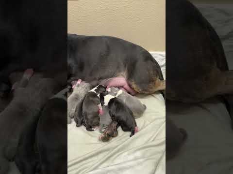 My Pitbull gave birth to 9 puppies!