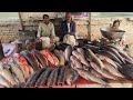 #fishlovers #shirtviral #shortsvideo #kingfisher #youtubeshorts