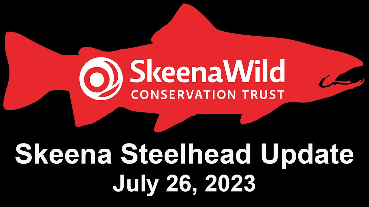 Skeena Steelhead Update July 26, 2023 