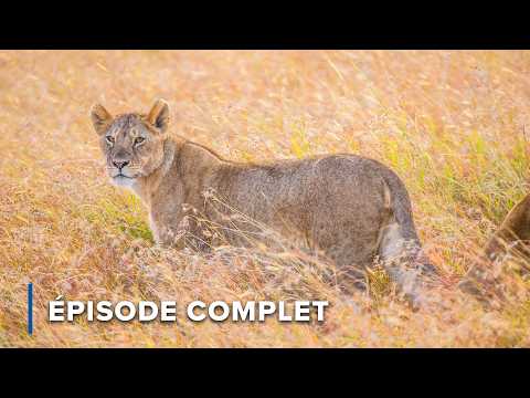 Zambie Sauvage : Lions, Léopards et Créatures Cachées | Récits de Zambie 107
