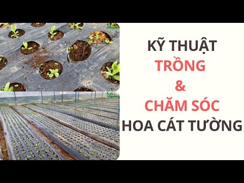 Video: Hoa Cát Tường: sinh sản, trồng, chăm bón và chăm sóc